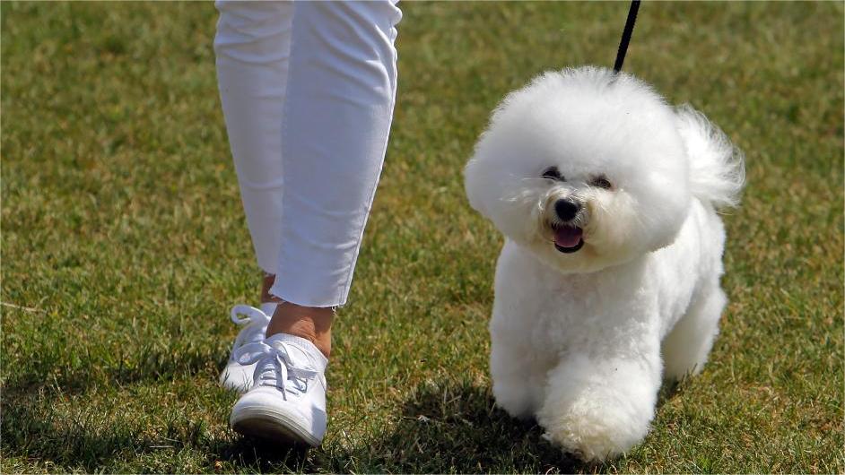Pet groomer creates lifelike dog