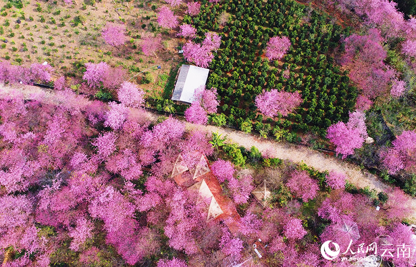 In pics: Cherry flowers in full bloom in SW China's Yunnan