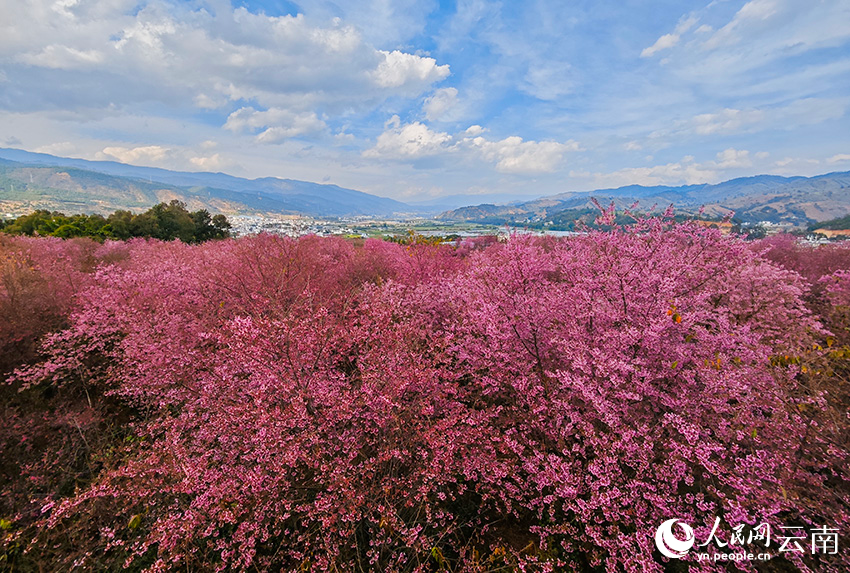 In pics: Cherry flowers in full bloom in SW China's Yunnan