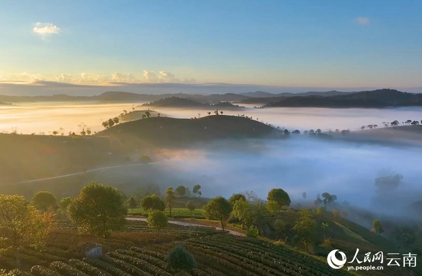 In pics: Picturesque misty scenery of tea gardens in SW China's Yunnan