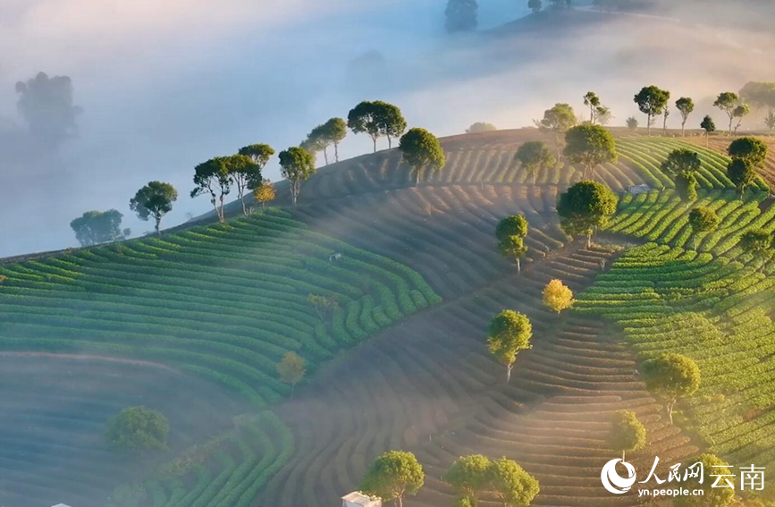 In pics: Picturesque misty scenery of tea gardens in SW China's Yunnan