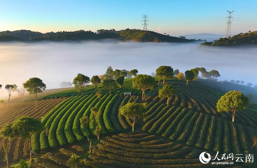 In pics: Picturesque misty scenery of tea gardens in SW China's Yunnan