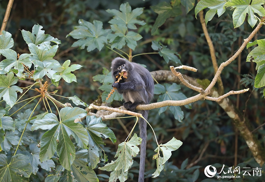 Phayre's leaf monkeys spotted in Lushi, SW China's Yunnan