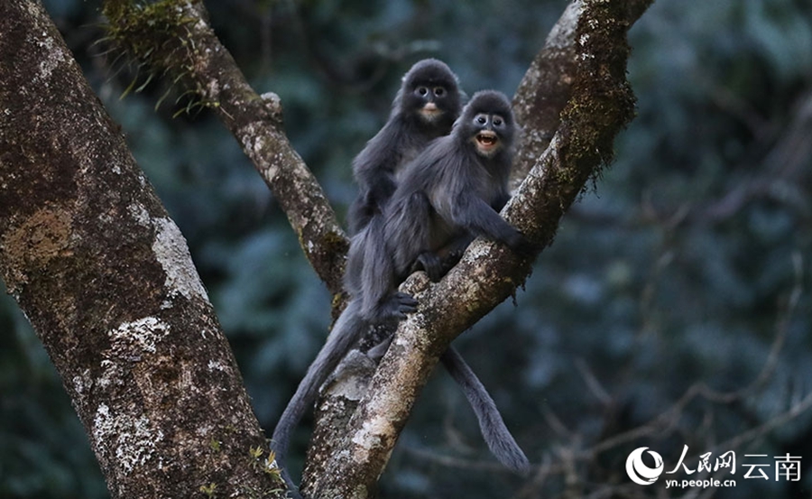 Phayre's leaf monkeys spotted in Lushi, SW China's Yunnan