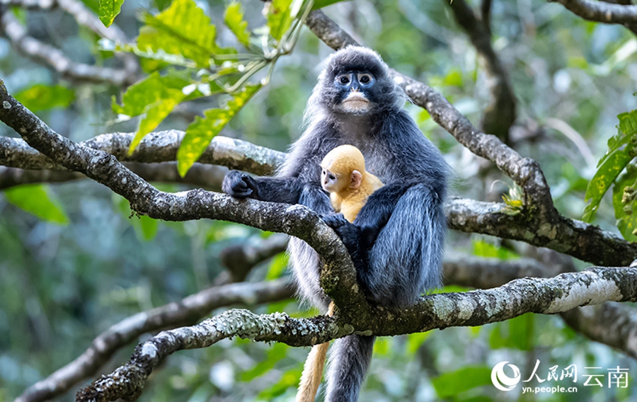 Phayre's leaf monkeys spotted in Lushi, SW China's Yunnan