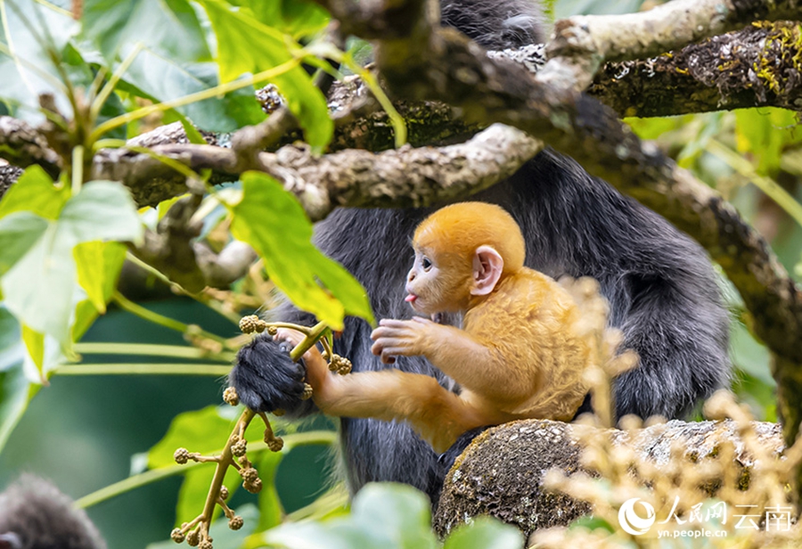 Phayre's leaf monkeys spotted in Lushi, SW China's Yunnan