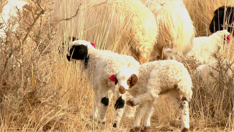 This lamb's look will make you do a double take!