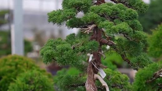 Trending in China｜Penjing: The art of miniature landscapes