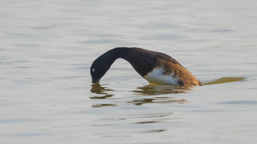 Rare Baer's pochards spotted anew in Ningde, SE China's Fujian