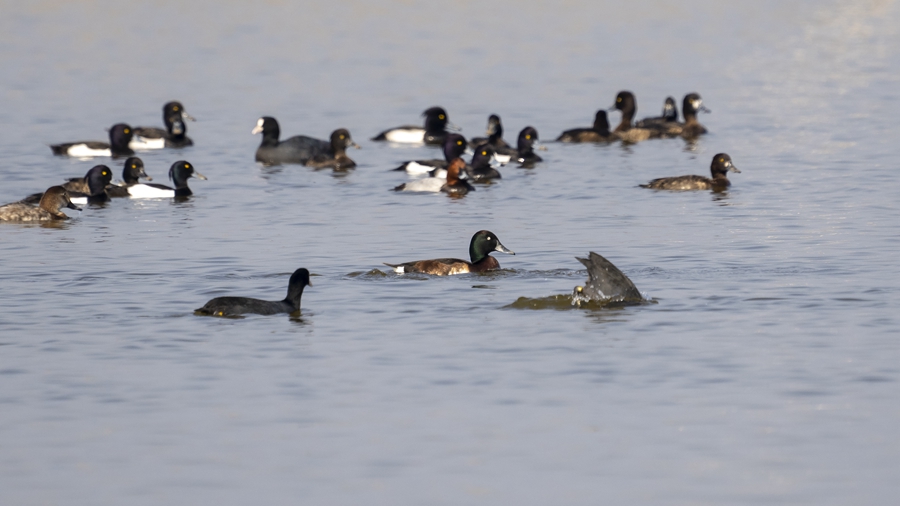 Rare Baer's pochards spotted anew in Ningde, SE China's Fujian