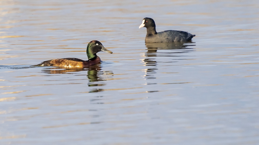 Rare Baer's pochards spotted anew in Ningde, SE China's Fujian