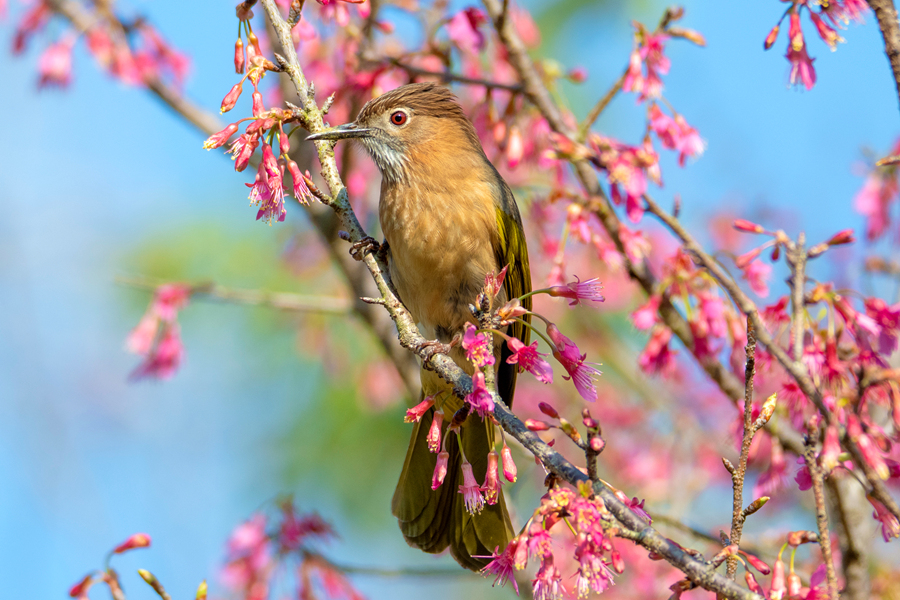 In pics: Blooming cherry blossoms in Xiamen