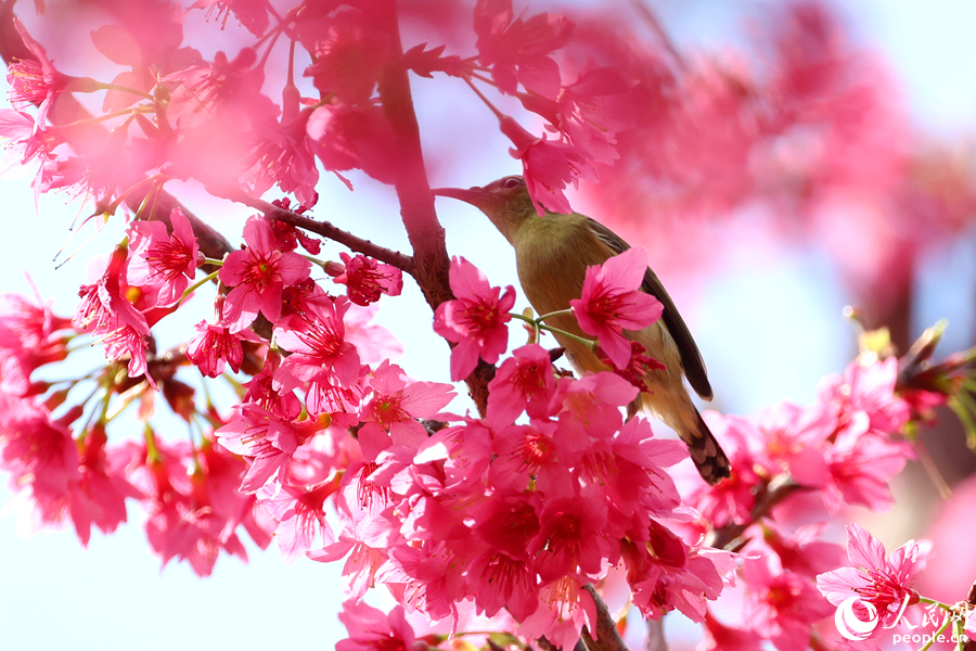 In pics: Blooming cherry blossoms in Xiamen