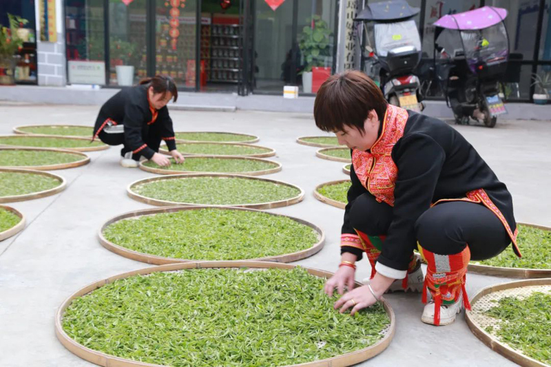 Farmers pick spring tea leaves in Laibin, S China's Guangxi