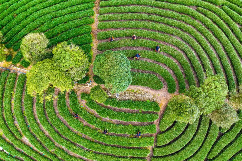 Farmers pick spring tea leaves in Laibin, S China's Guangxi