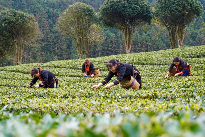 Farmers pick spring tea leaves in Laibin, S China's Guangxi