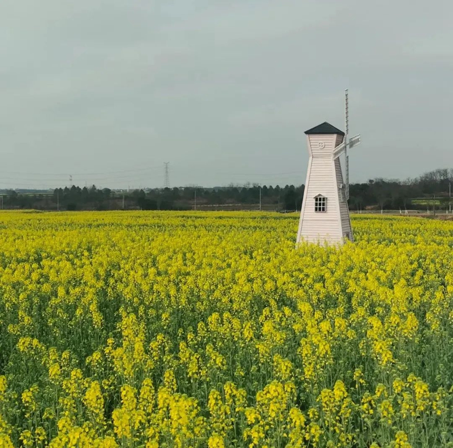 China welcomes flower appreciation season