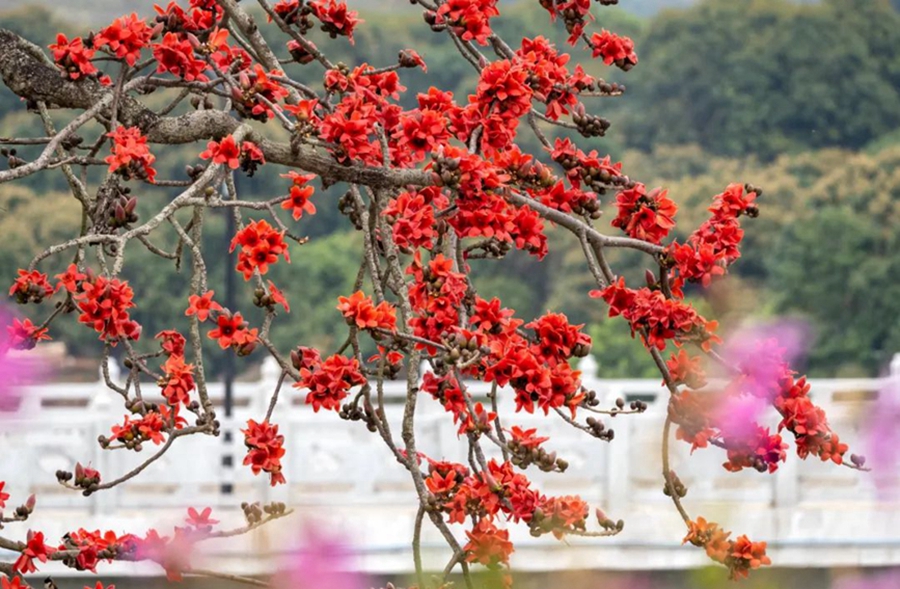 China welcomes flower appreciation season