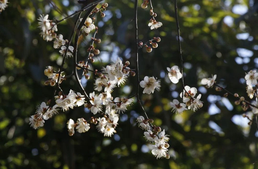 China welcomes flower appreciation season