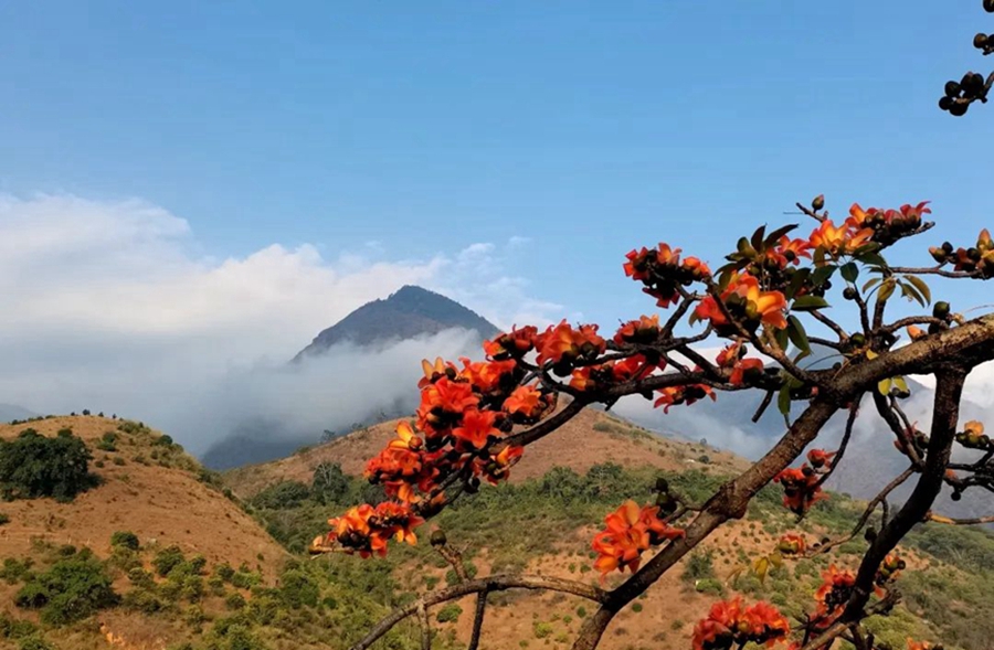 China welcomes flower appreciation season