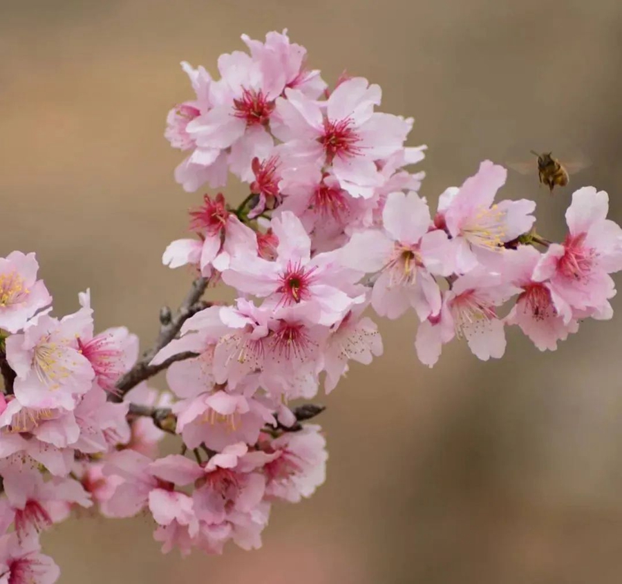 China welcomes flower appreciation season
