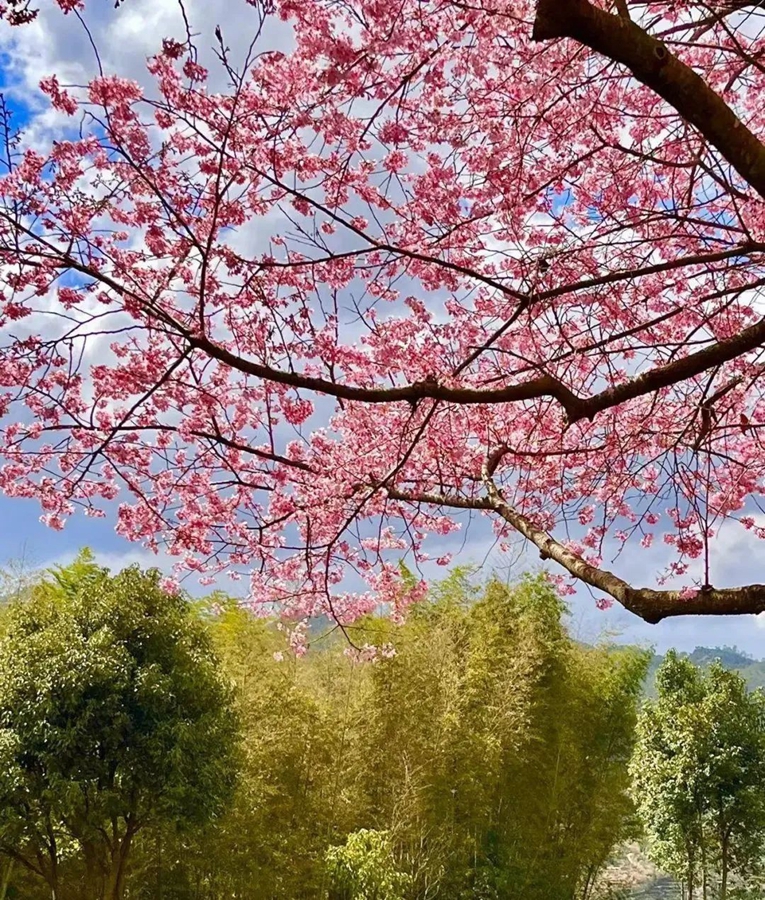 China welcomes flower appreciation season