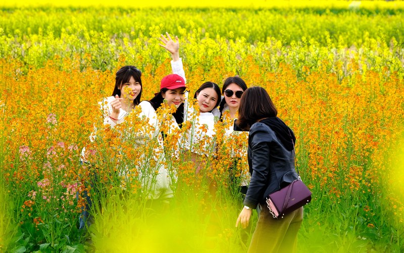 Blooming rapeseed flowers draw visitors to SW China's Guizhou