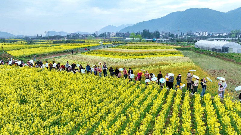 Blooming rapeseed flowers draw visitors to SW China's Guizhou