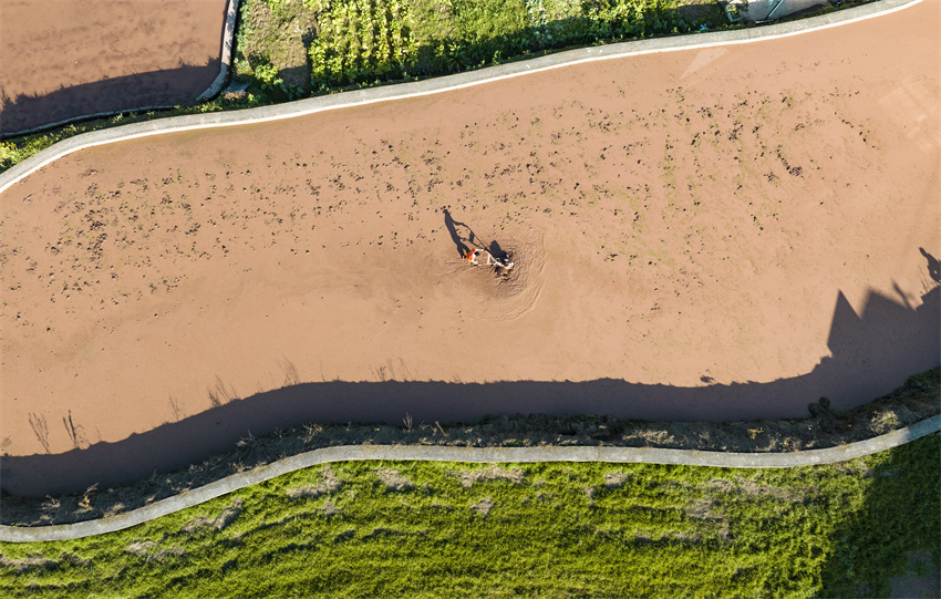 Farmers create vibrant scenes of spring farming in SW China's Sichuan