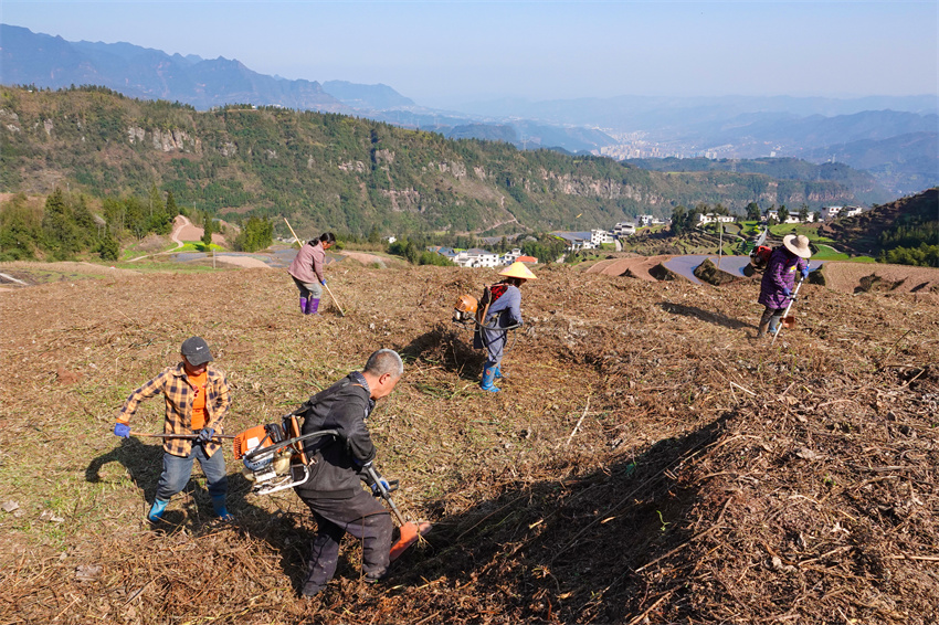 Farmers create vibrant scenes of spring farming in SW China's Sichuan