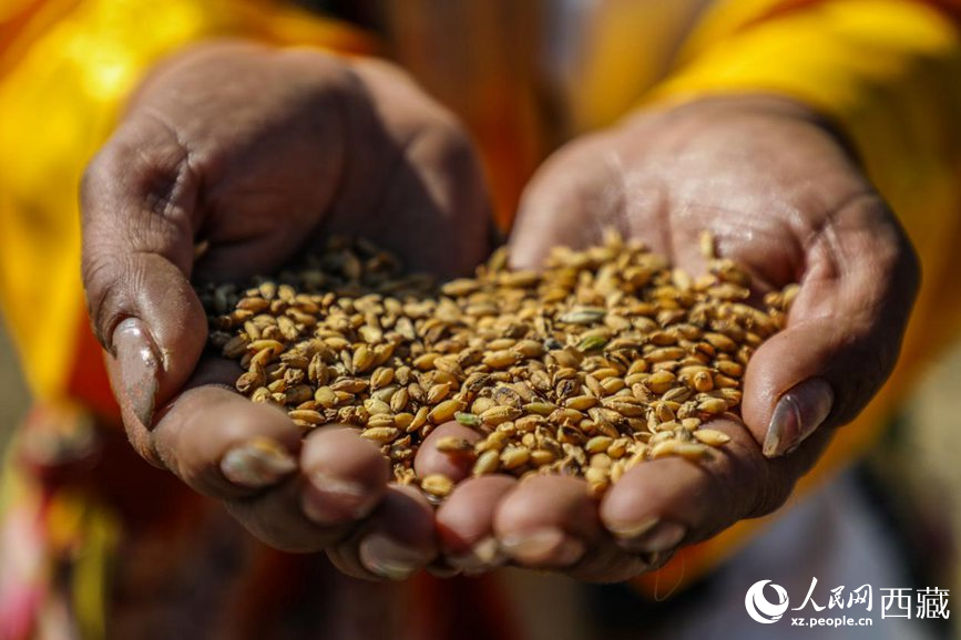 Farmers in SW China's Xizang hold grand ceremony to celebrate start of spring plowing