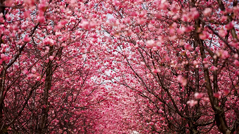 Mesmerizing cherry blossoms illuminate SW China's Yunnan