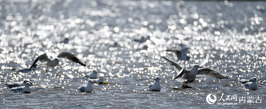 Migratory birds seen at Hulun Lake, N China's Inner Mongolia