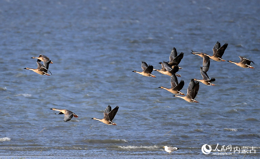 Migratory birds seen at Hulun Lake, N China's Inner Mongolia