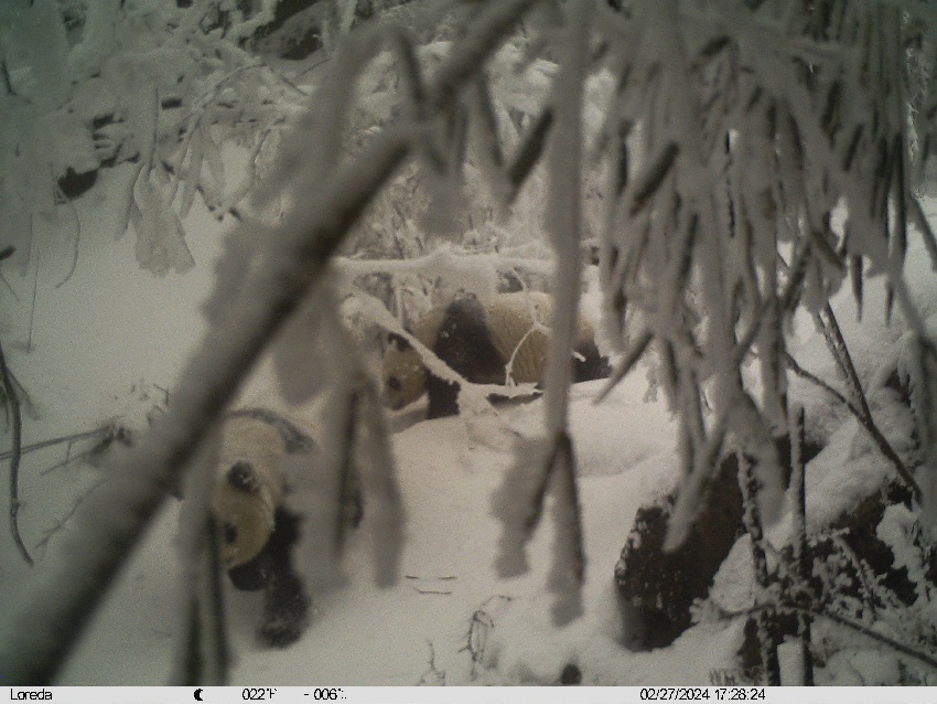 Wild panda mother, cub captured on camera in SW China's Sichuan