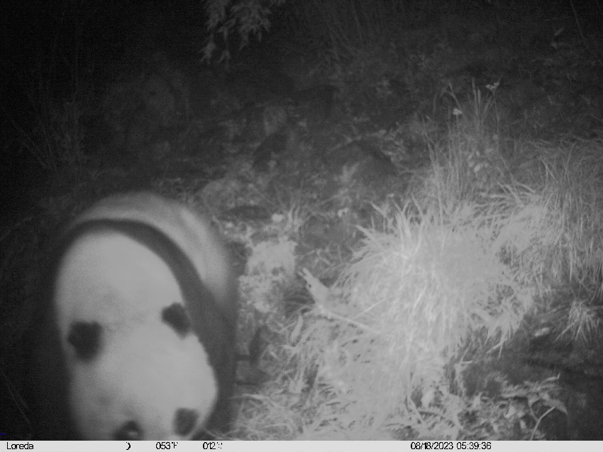 Wild panda mother, cub captured on camera in SW China's Sichuan