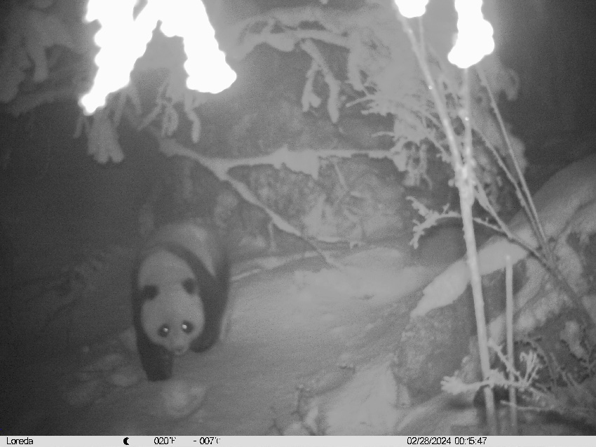 Wild panda mother, cub captured on camera in SW China's Sichuan