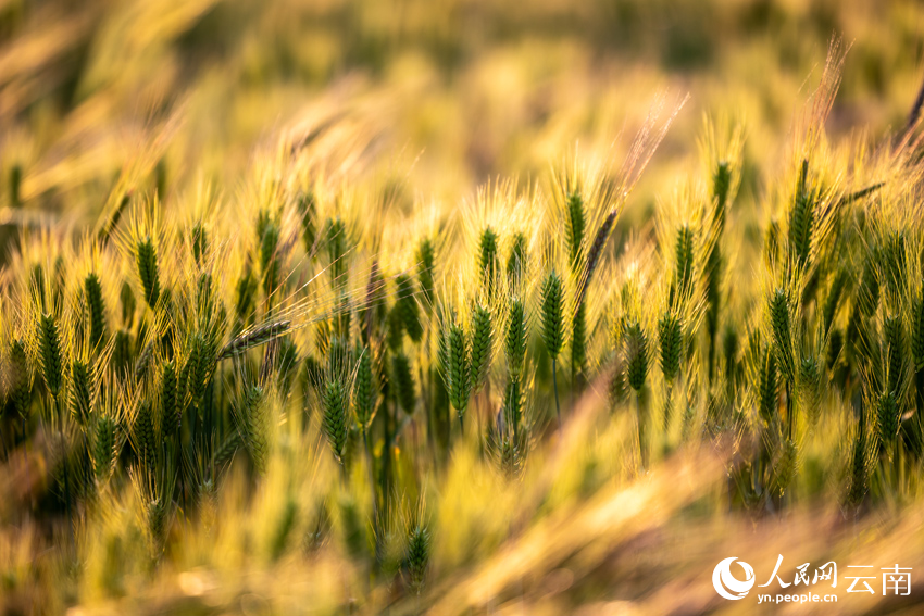 In pics: Wheat crops form beautiful view in spring in Dali, SW China's Yunnan