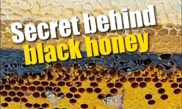 What's the secret behind black honey in SW China's Yunnan?