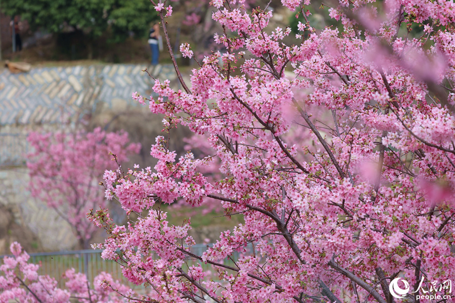 In pics: Mesmerizing cherry blossoms in Xiamen