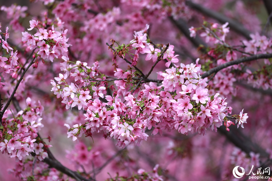 In pics: Mesmerizing cherry blossoms in Xiamen