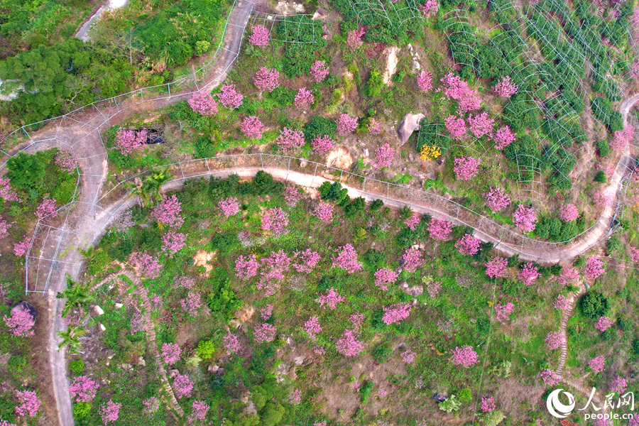 In pics: Mesmerizing cherry blossoms in Xiamen