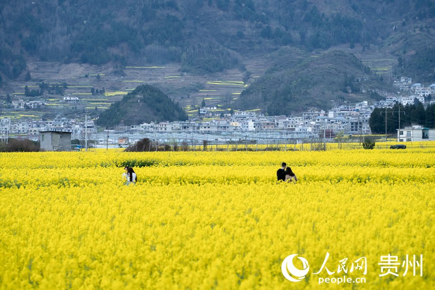 In pics: Golden sea of rapeseed flowers in Jinsha, SW China's Guizhou