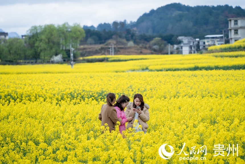 In pics: Golden sea of rapeseed flowers in Jinsha, SW China's Guizhou