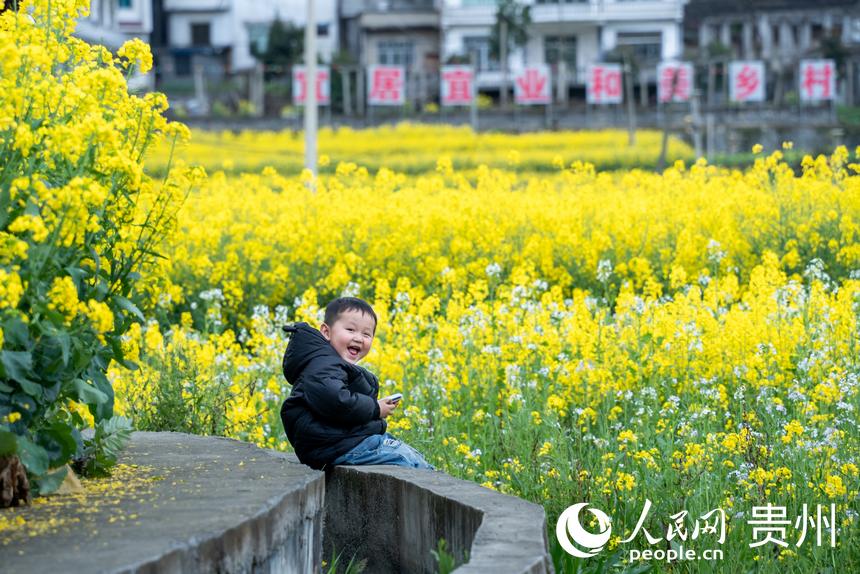 In pics: Golden sea of rapeseed flowers in Jinsha, SW China's Guizhou