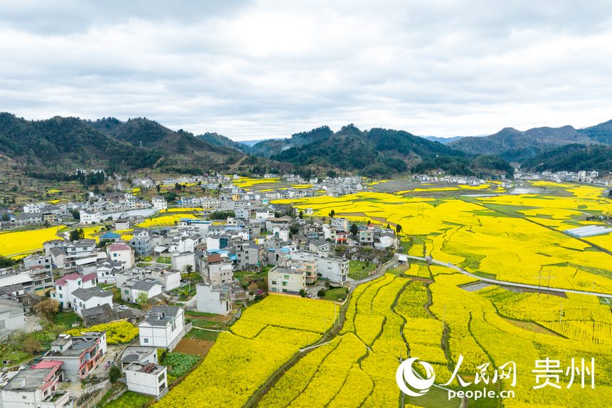 In pics: Golden sea of rapeseed flowers in Jinsha, SW China's Guizhou