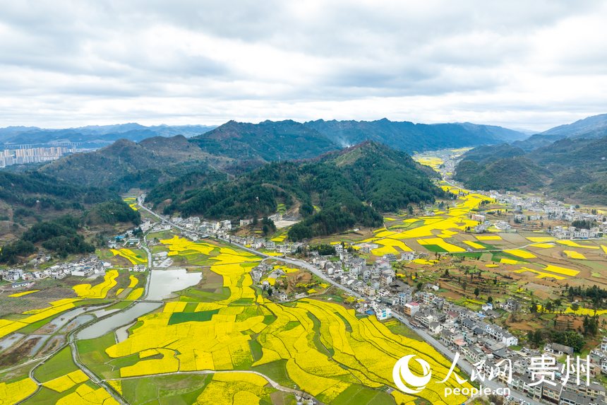 In pics: Golden sea of rapeseed flowers in Jinsha, SW China's Guizhou