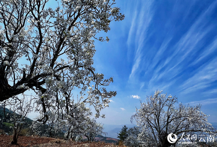 Pear blossoms paint springtime hues in SW China's Yunnan