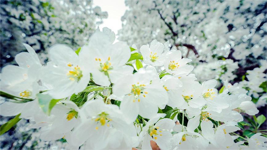 Crabapple trees in full bloom