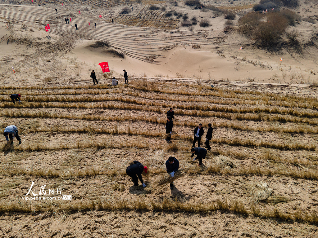 In pics: Aohan Banner in Inner Mongolia builds grass grids for sand control